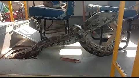 A Python Rescued from a School Bus in Raibareli, UP    #python#snakevideo #cobra#uttarpradesh