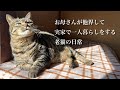 実家で一人暮らしをする老猫（ミコ）の肥満が気になる！ダイエット食を公開！