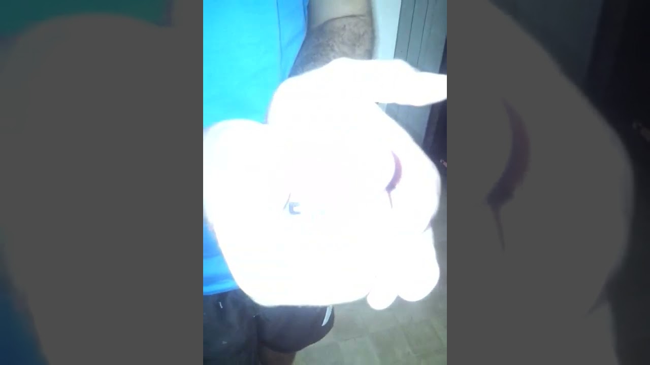 Antechinus PART ONE Little baby lost his mum!