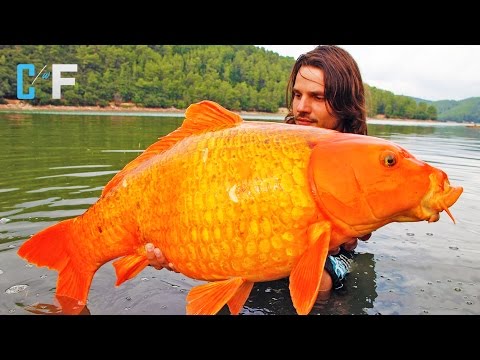 Top 10 Abnormally Large Animals that Are Actually Real!