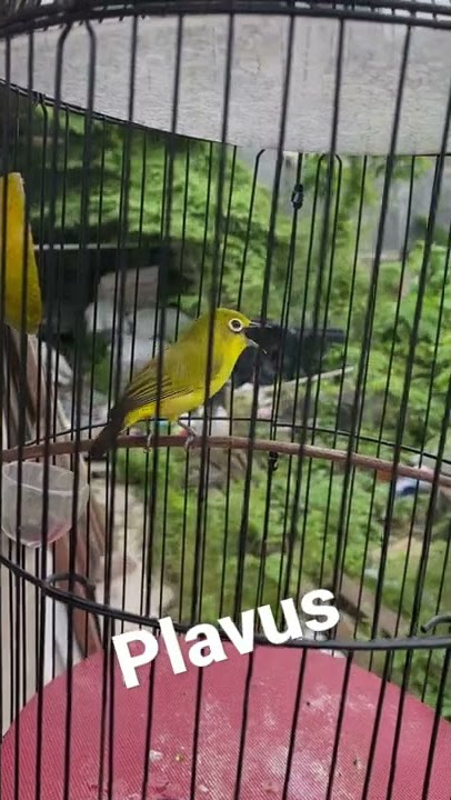 pleci plavus nembak materi panjang