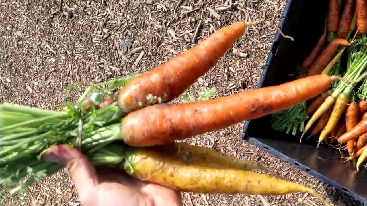 NoDig Carrots YouTube