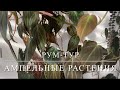 Обзор Ампельных Цветов В Спальне И Зале [Эсхинантусы, Монстеры, Филодендроны, Хоя, Рипсалисы]