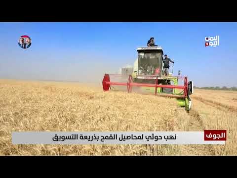 الجوف | نهب حوثي لمحاصيل القمح بذريعة التسويق - تقرير: أمين العتيبة