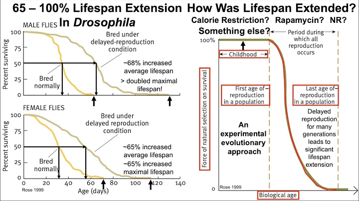 Lifespan Extension In Drosophila: A Conversation with Dr. Michael Rose (full, unedited video)