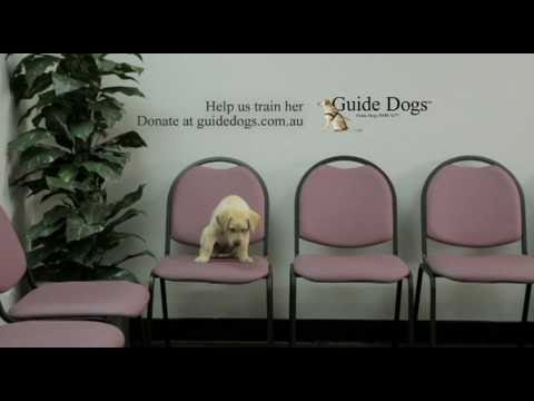 Guide Dogs Interviews TV Ad