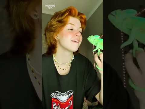 This chameleon gave