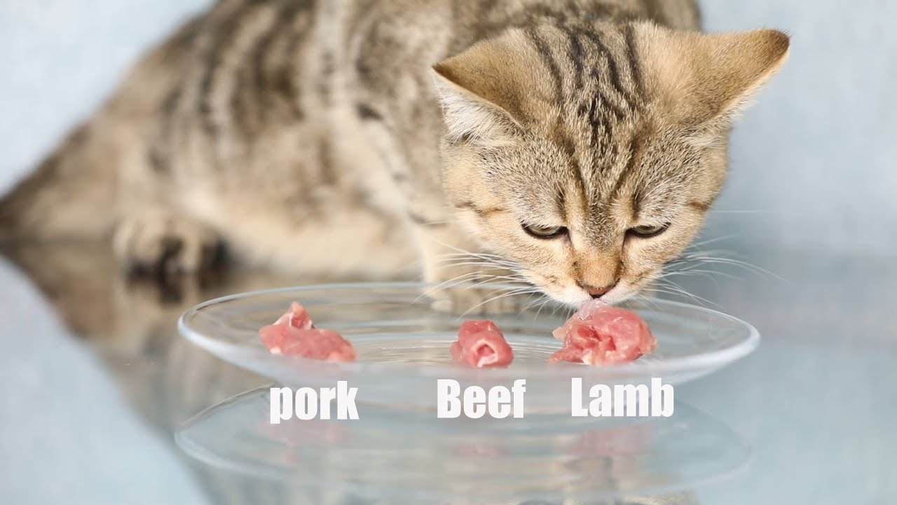What Meat Do Cats Like To Eat What Kind Of Meat Is The Cat Interested 