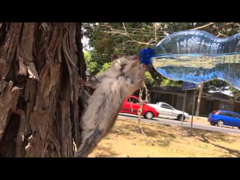 Thirsty possum having a drink in Melbourne's heatwave