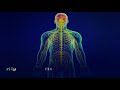 Central nervous system disorders  pure isochronic binaural beats  15 min rife healing frequency