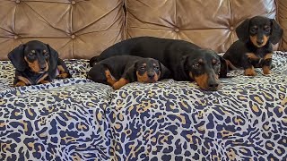 PLAYFUL DACHSHUND PUPPIES AND THEIR LOVING MOM