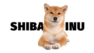 Shiba Inu - Atlas plemen - Tlapka TV