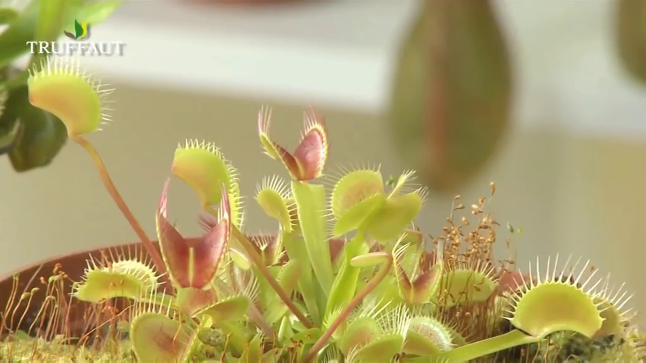 Plante d'intérieur du mois : les plantes carnivores 