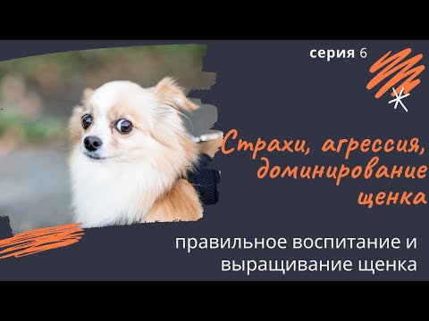 Страхи, агрессия, доминирование щенка. Спорные вопросы. Серия 6