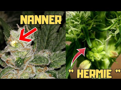 What are Hermies? Are Cannabis Nanners bad? What is worrisome about cannabis hermaphroditism?