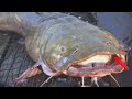 Maajabu Ya SAMAKI Huyu Anayeishi Muda Mrefu Bila Kula Wala Kunywa Maajabu Ya SAMAKI Huyu Anayeishi Muda Mrefu Bila Kula Wala Kunywa