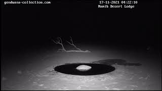 NamibiaCam: 2 Spotted hyena - 17 November 2021