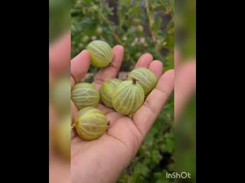 ቪዲዮ: ደስ የማይል የ Gooseberry ቀረፋ አፊድ