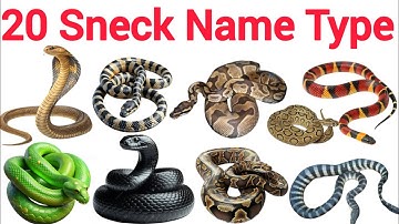 20 सापो के नाम | 20 Snake Neme In English for Kids | Learn English, Hindi with picture | Preschool 