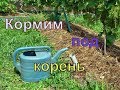 Виноград . Обязательная подкормка после цветения .