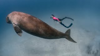 Freediving Society goes to Coron, Palawan. Saw Dugong! The real mermaid.