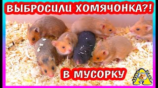 ДОУБИРАЛАСЬ!! /Я СЛУЧАЙНО! / Не хватает одного хомячонка / Считаю Хомячат / Alisa Easy Pets