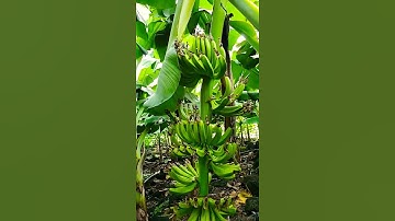 CHUỐI XUẤT KHẨU LÊN XU HƯỚNG NÀO | Chủ Lâm TV