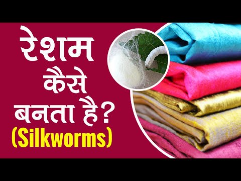 रेशम कैसे बनता है ? How do Silkworms Make Silk?