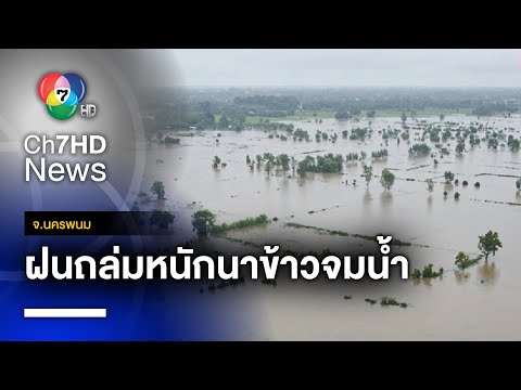 เดือดร้อนหนัก ฝนถล่ม แม่โขงล้นตลิ่ง นาข้าวกว่า 3,000 ไร่ จมบาดาล จ.นครพนม