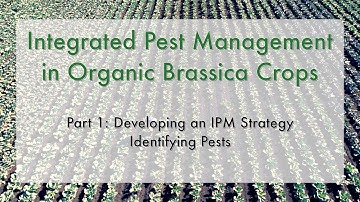 WPCLN Insects and Brassica crops Video 1 - Developing an IPM strategy - Identifying pests
