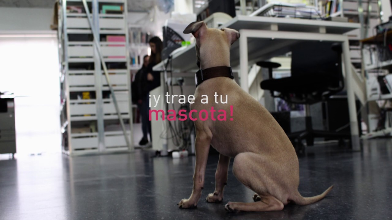 La biblioteca es Dog Friendly cultural care au pair