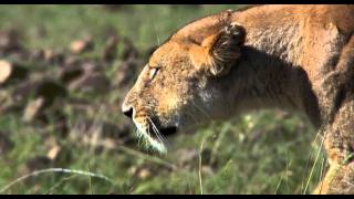 African Cats - Hunters Begin