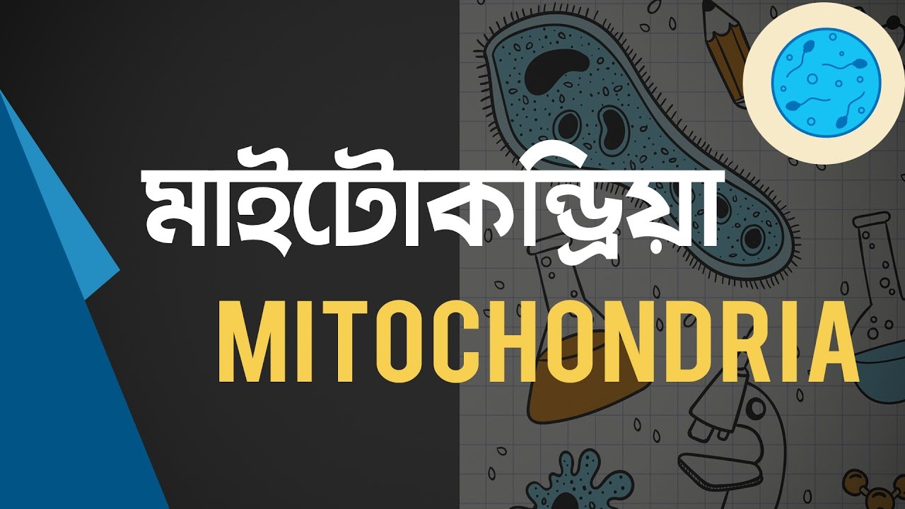 ০১৫) অধ্যায় ১ - কোষ ও এর গঠন : মাইটোকন্ড্রিয়া (Mitochondria ) [HSC | Admission] chemistry jobs
