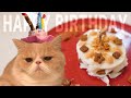 むたさん1歳の誕生日に手作り猫用ケーキをプレゼント！【のぴ】【めめ】