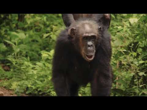 The Untamed World: Earth&;s Most Incredible Wildlife Moments Ever Captured | Full Documentary