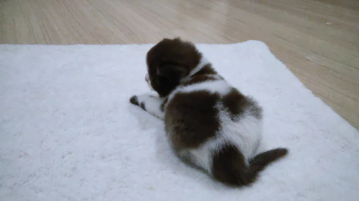 Watch the video about BRITISH SHORTHAIR MALAYSIA ( CHOCOLATE BICOLOUR )