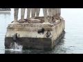 Pelea de lobos marinos valparaiso (Chile)