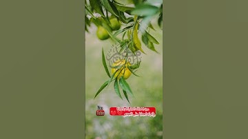 اية الكرسي | #اية_الكرسي #قرآن #quran #الشيخ #القران_الكريم #تلاوة #ترند #اكسبلور #foryou #freefire