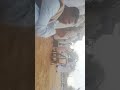 القبوب اغاني علي عبدالماجد بدرالكون ظهرلها