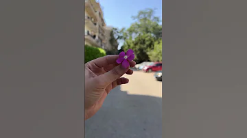 فيروز نحنا والقمر جيران 