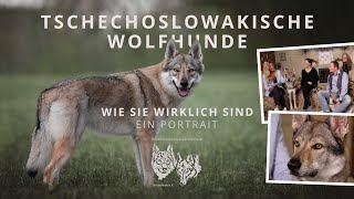 Tschechoslowakische Wolfhunde  Wie Sie wirklich sind  Ein Portrait