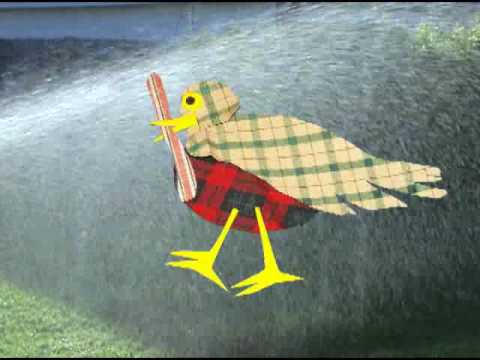 Robin in the Rain - Raffi