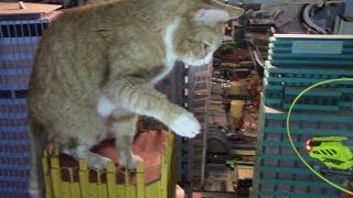 Feline King Kong Attacks New York