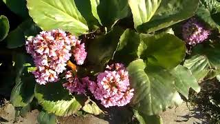 #весна #бадан #цветение /Нежно - розовое цветение ароматного бадана ( лат. Bergenia crassifolia)