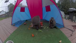 Fat groundhog asserts dominance by standing on table eating everything while staring down her man Update