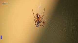 Carlsbad Pest Control Spiders