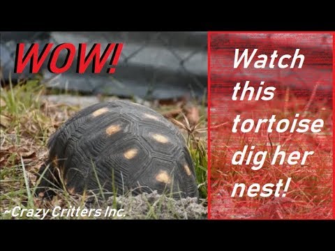 Turtle And Tortoise Diseases Crazy Plants Crazy Critters