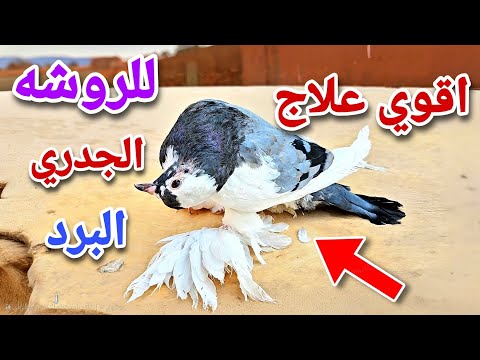 اقوي علاج للروشه والجدري في الحمام وداعا للامراض