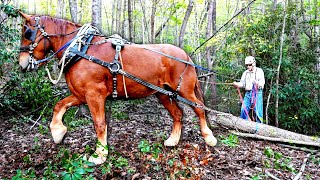 Horse logging Our remodel