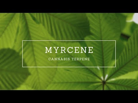 Myrcene I Terpene I   Dr. Pepper Hernandez